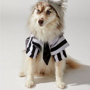 NWT, beetlejuice pet costume in Large